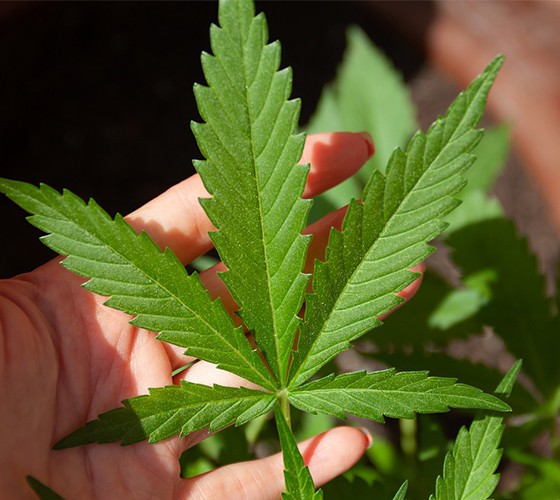 充分利用我省藥材主產區優勢，以佛慈種植資源和中藥材規范化標準..